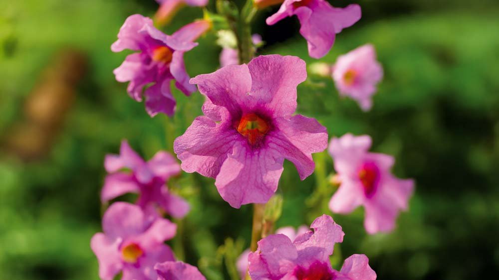 Tuingloxinia - Blomea.nl