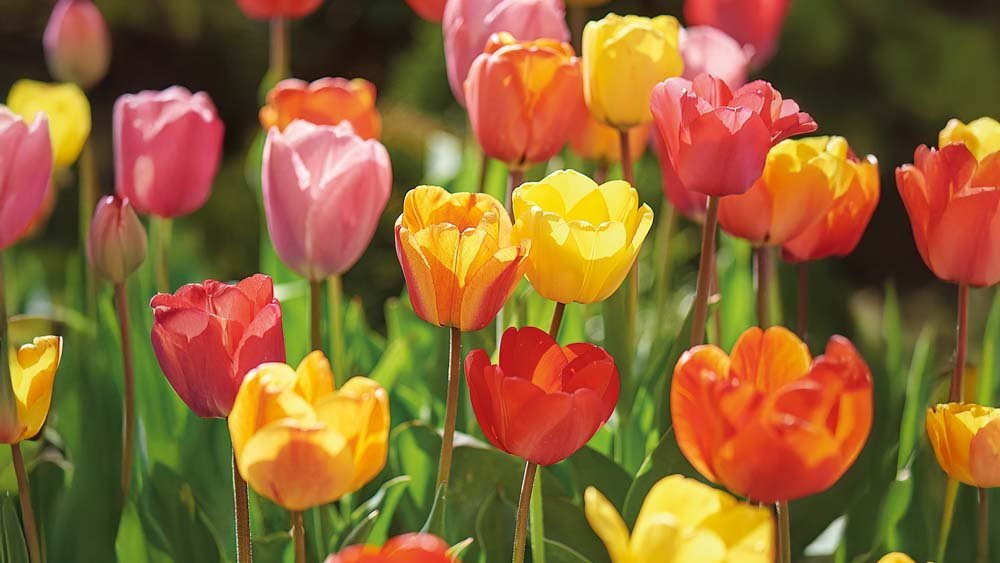 Tulpen aanbieding - Blomea.nl