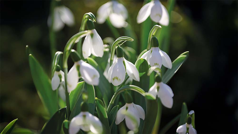 Turkse sneeuwklokjes - Blomea.nl