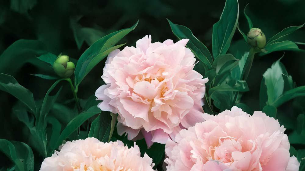 Vaste planten - Blomea.nl