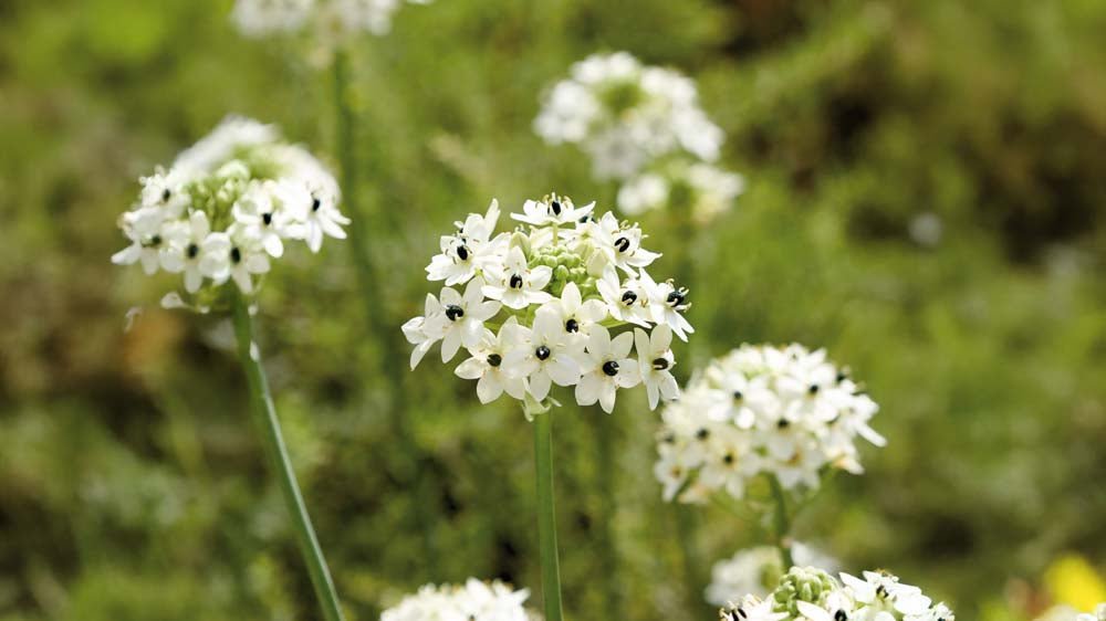 Vogelmelk - Blomea.nl