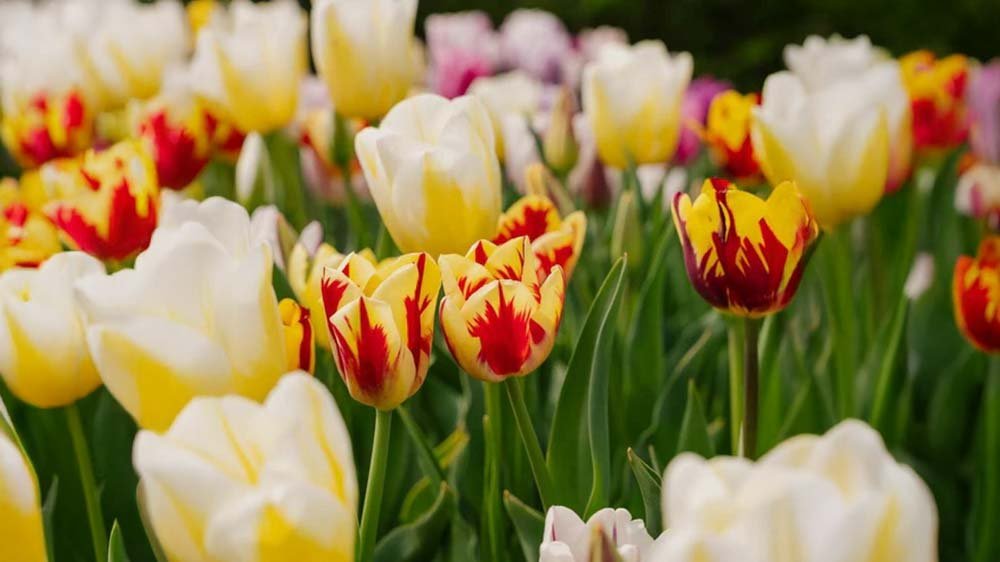 Voorjaarsbloeiers in pot - Blomea.nl