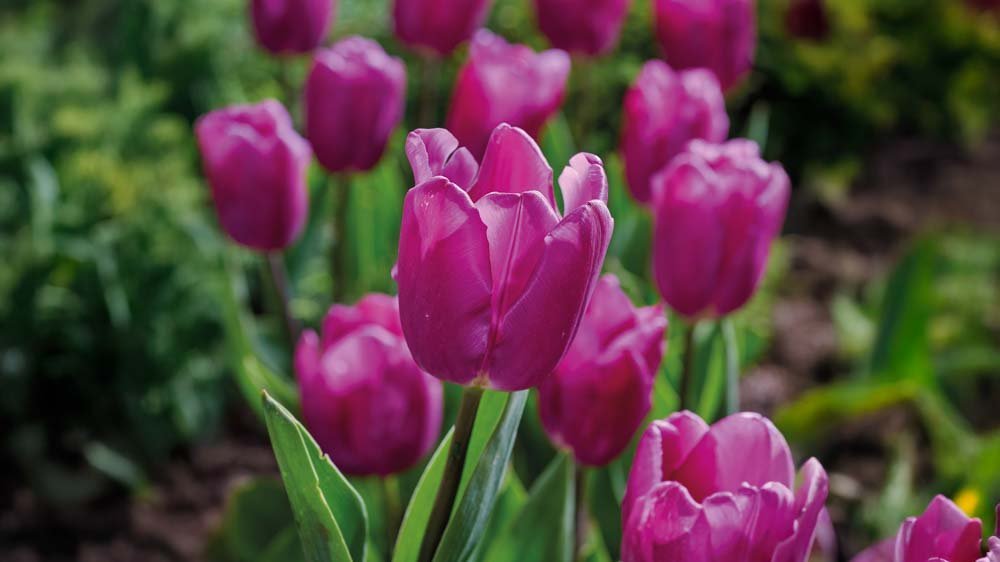 Vroege tulpen - Blomea.nl