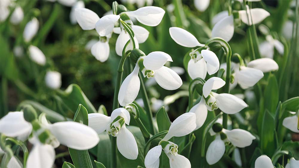 Vroege voorjaarsbloemen - Blomea.nl
