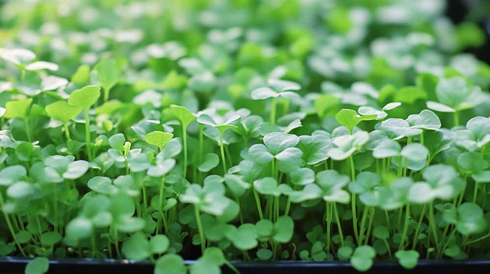 Waterkers zaden - Blomea.nl