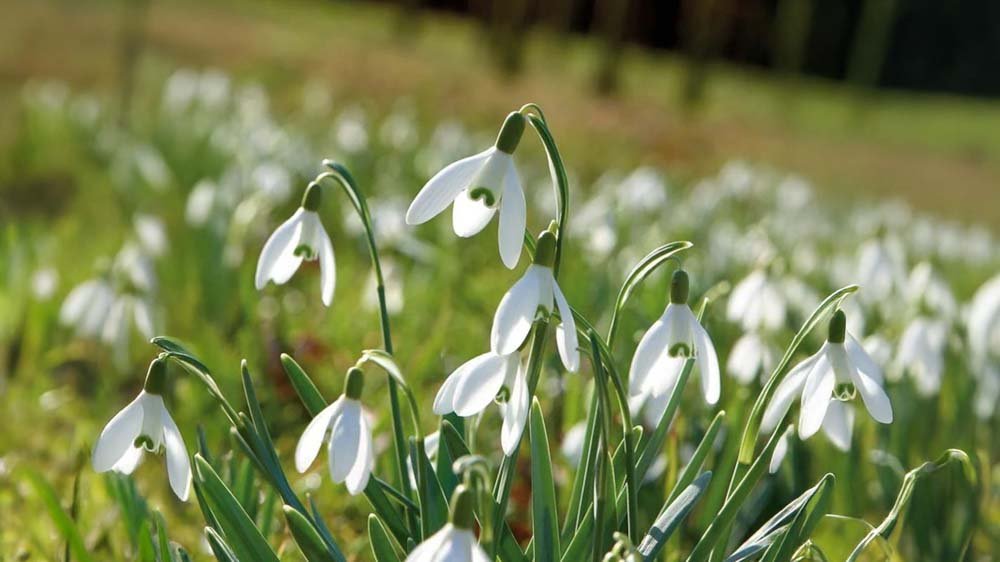 Winterbloeiers in pot - Blomea.nl