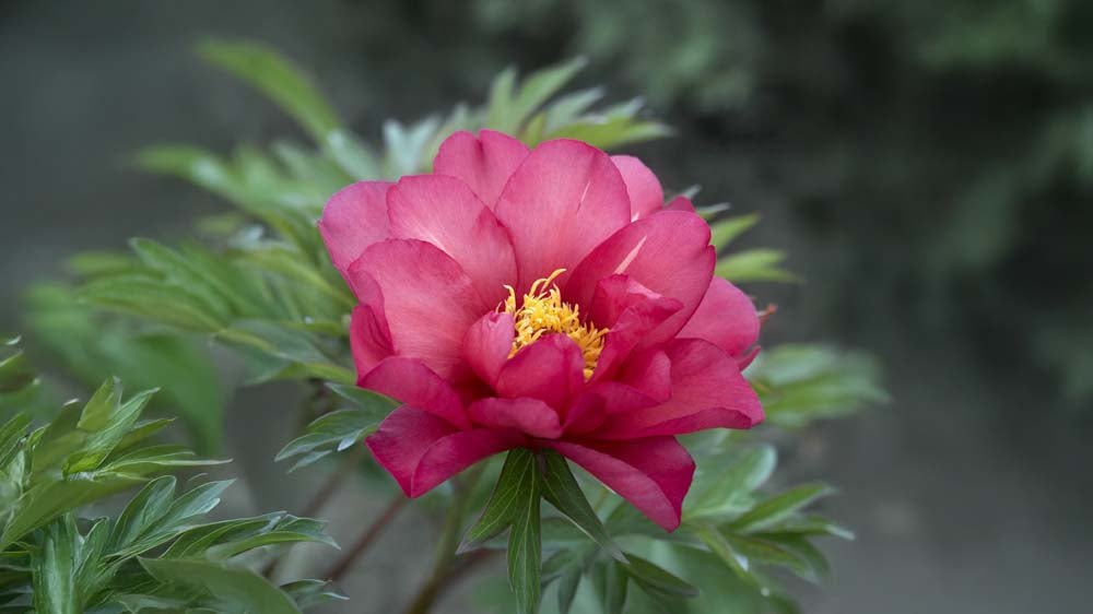 Winterharde vaste planten - Blomea.nl