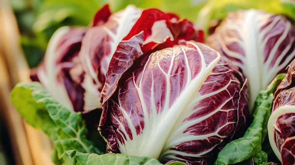 Witlof zaden - Blomea.nl