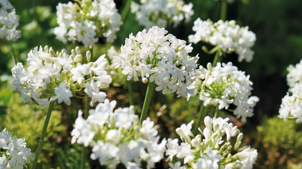 Witte agapanthus - Blomea.nl