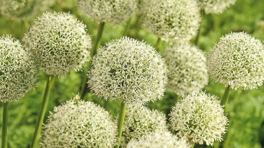 Witte allium - Blomea.nl