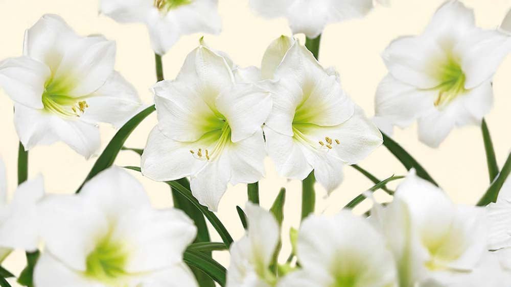 Witte amaryllis - Blomea.nl