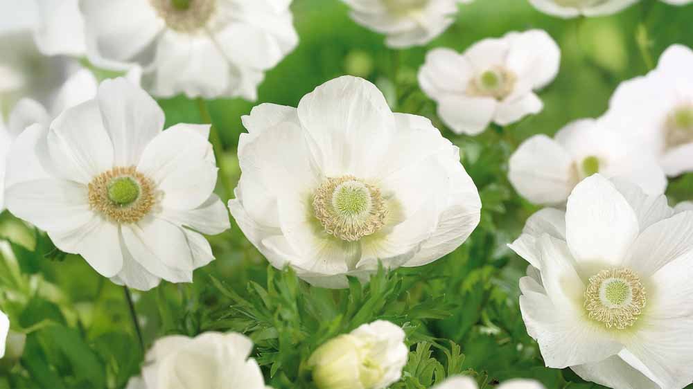 Witte anemoon - Blomea.nl