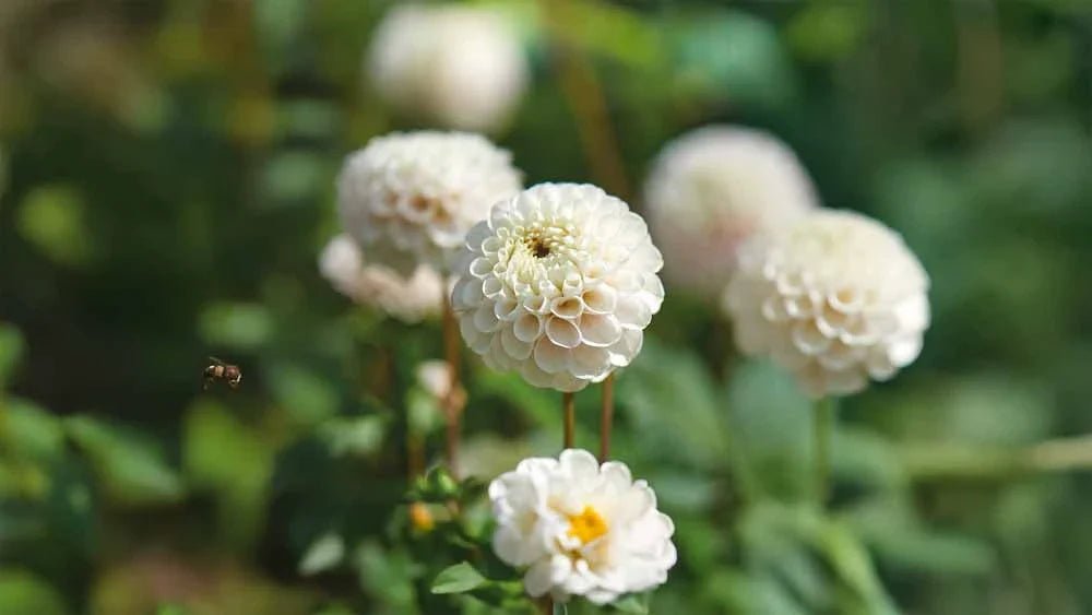 Witte dahlia - Blomea.nl
