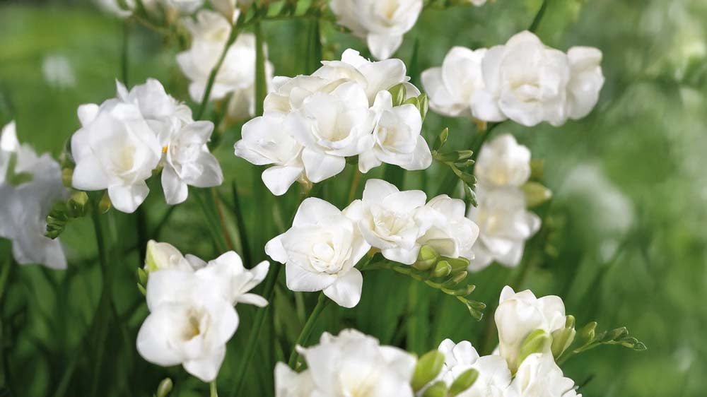 Witte fresia - Blomea.nl