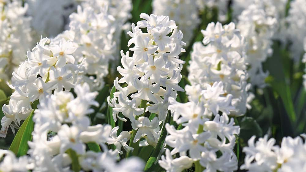 Witte hyacinten - Blomea.nl