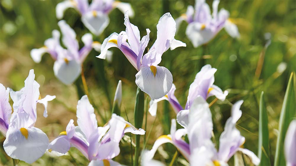 Witte iris - Blomea.nl
