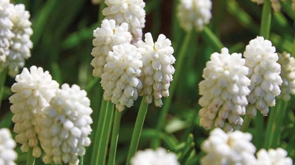 Witte muscari - Blomea.nl