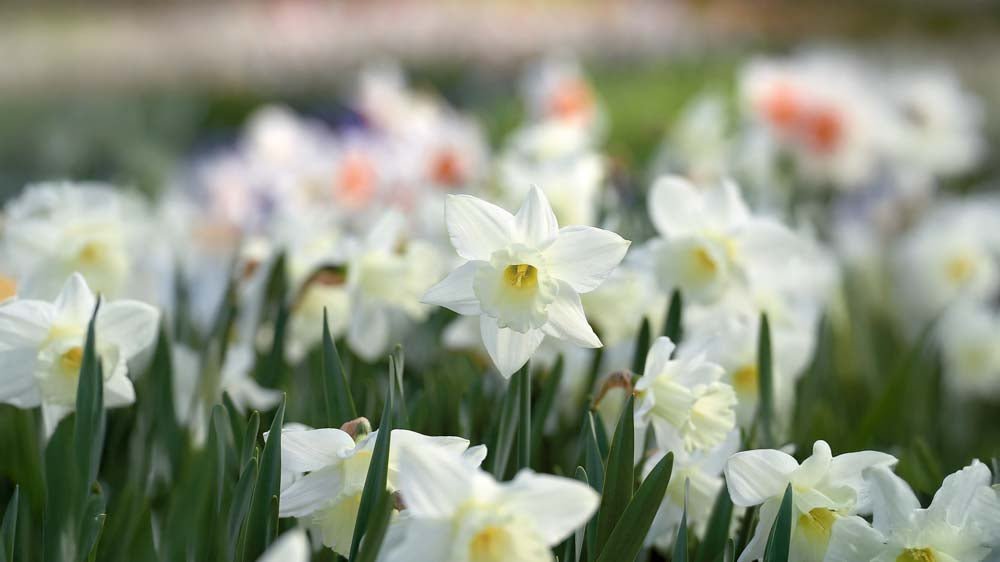Witte narcissen - Blomea.nl