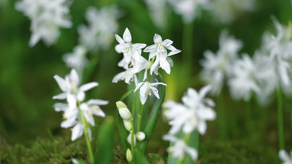 Witte scilla - Blomea.nl