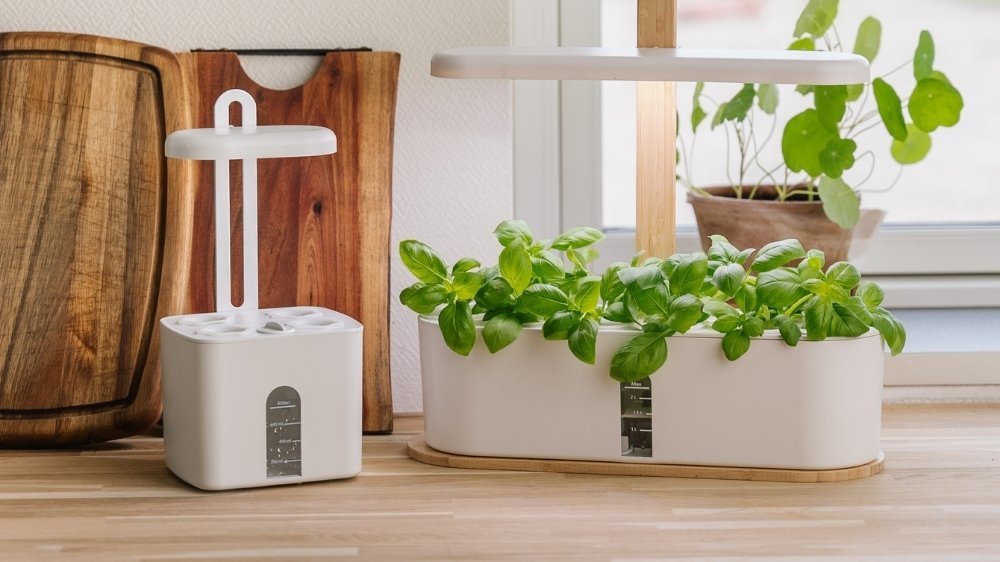 Zaden voor hydrocultuur - Blomea.nl