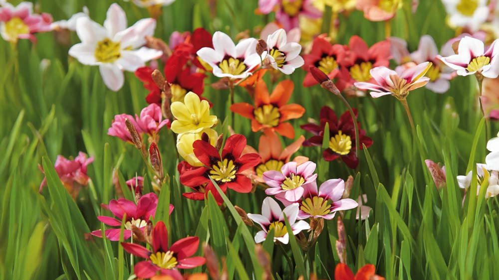 Zigeunerbloemen - Blomea.nl