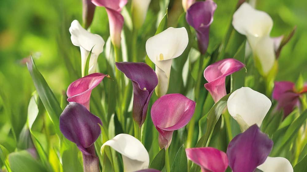 Zomerbloeiers in pot - Blomea.nl