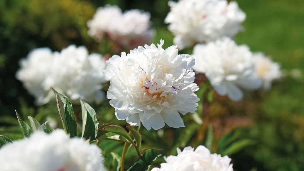 Zomerbloeiers vaste planten - Blomea.nl