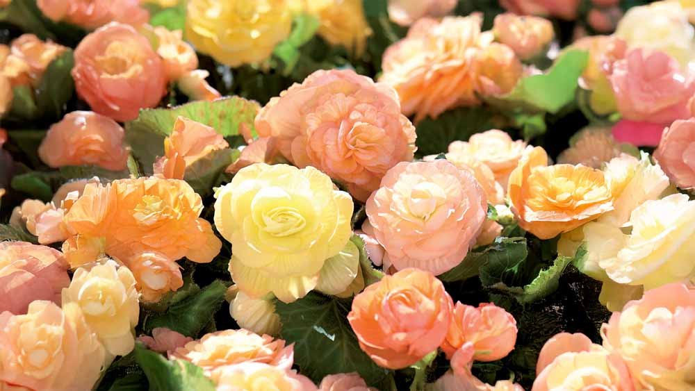 Zomerbloemen - Blomea.nl