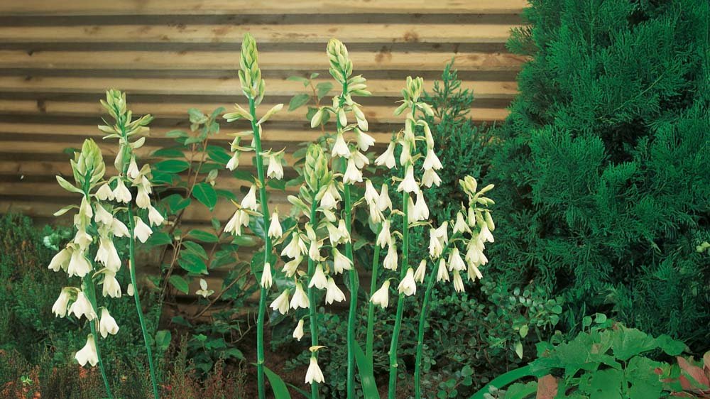 Zomerhyacinten - Blomea.nl