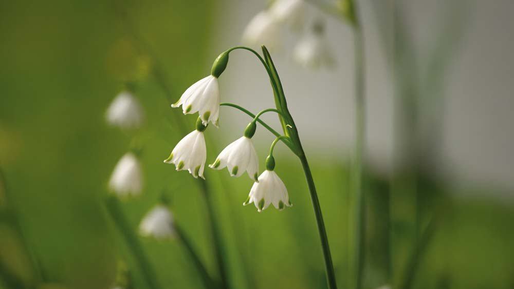 Zomerklokje - Blomea.nl