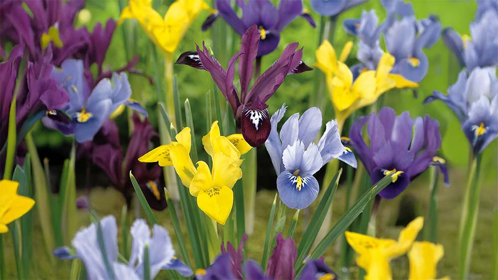 Zwarte iris - Blomea.nl