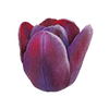 Eenvoudige tulpen