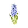 Hyacinten