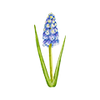 Muscari