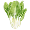 Pak Choi zaden