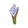 Scilla