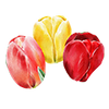 Tulpenmixen