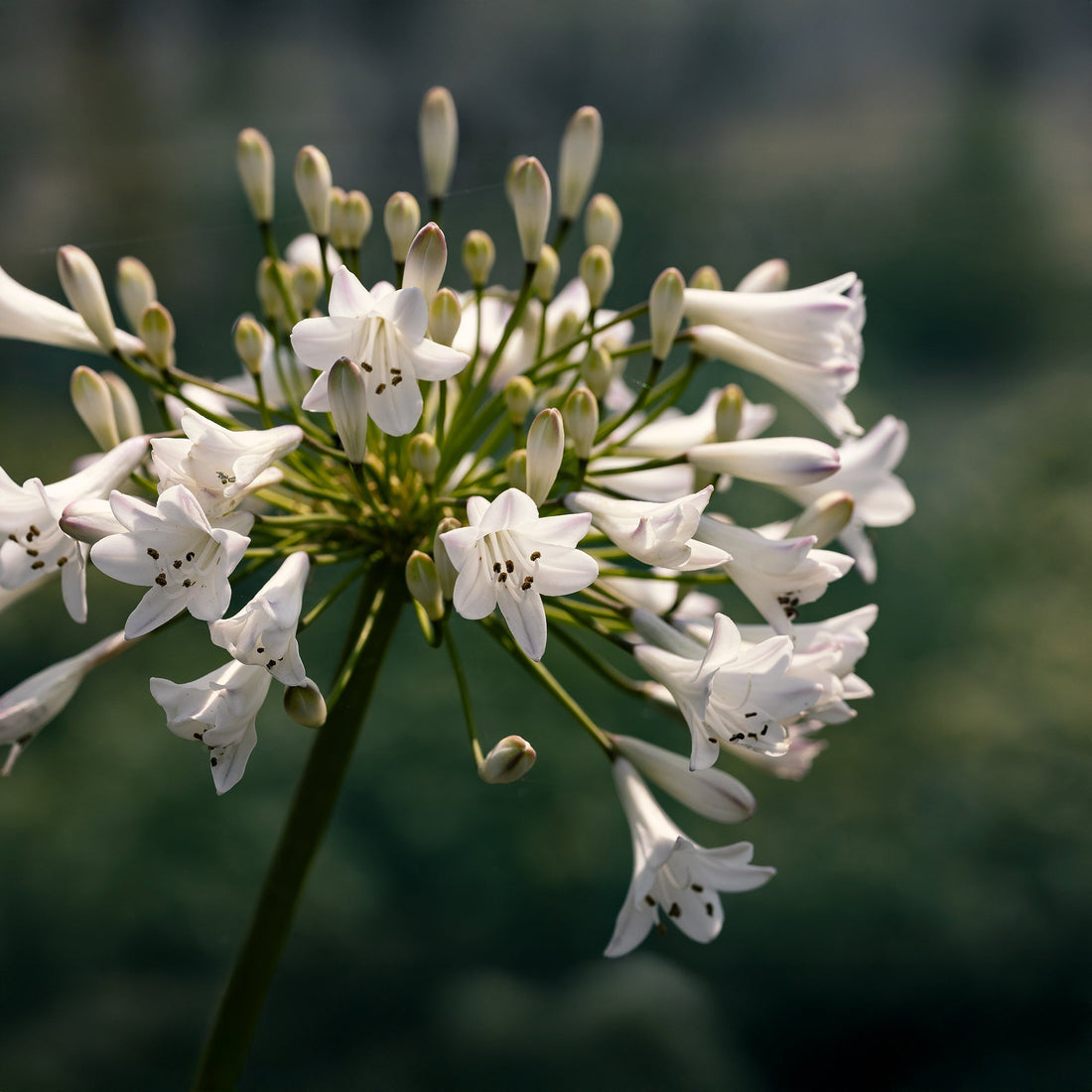 Agapanthus 'Polar Ice'