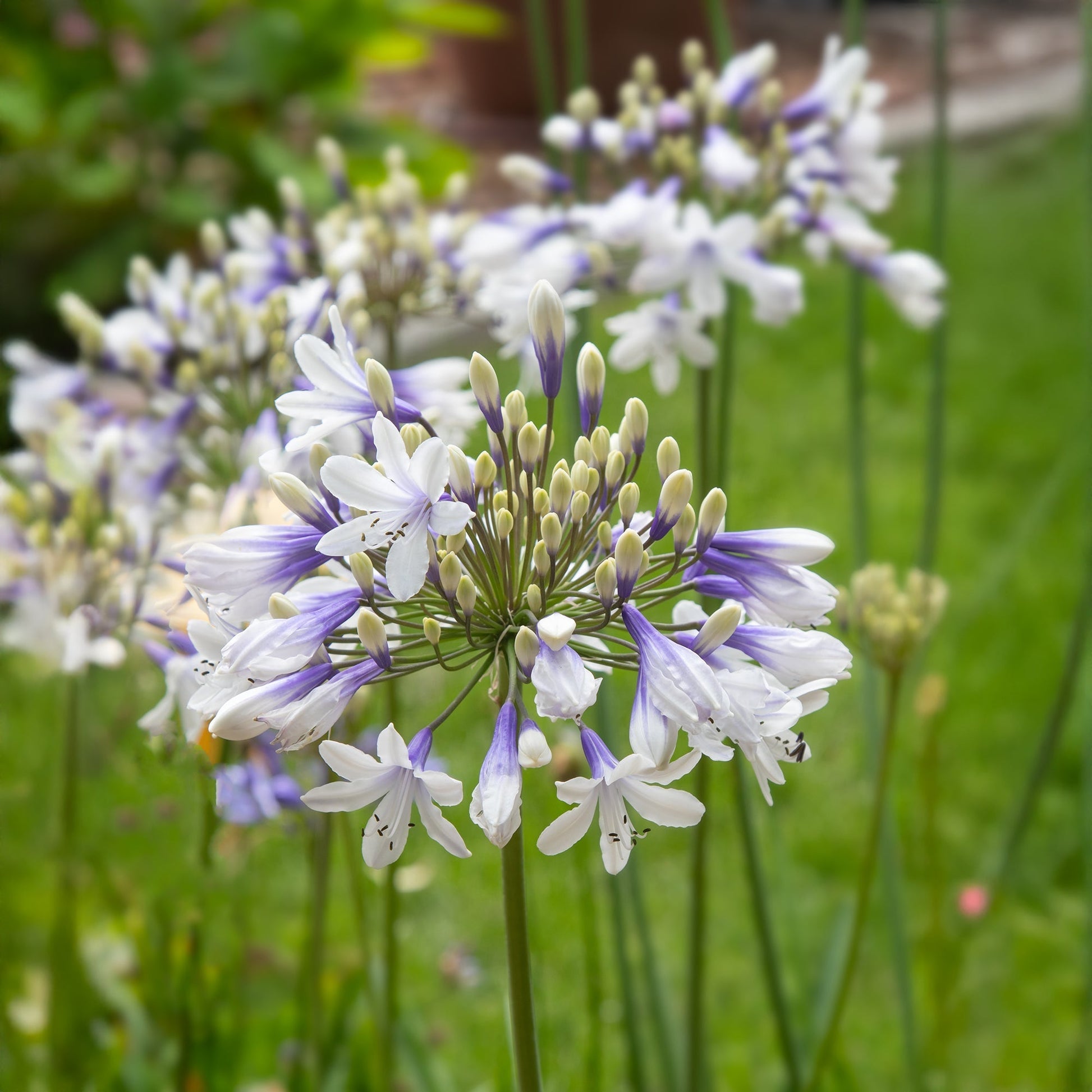 Agapanthus 'Twister'