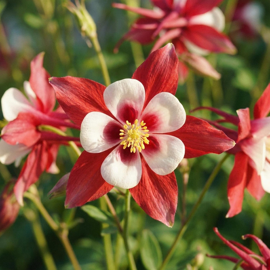 Akelei, Aquilegia 'Crimson Star'