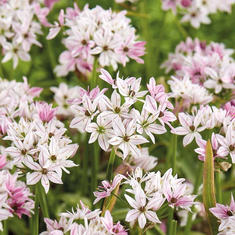 Allium 'Cameleon'
