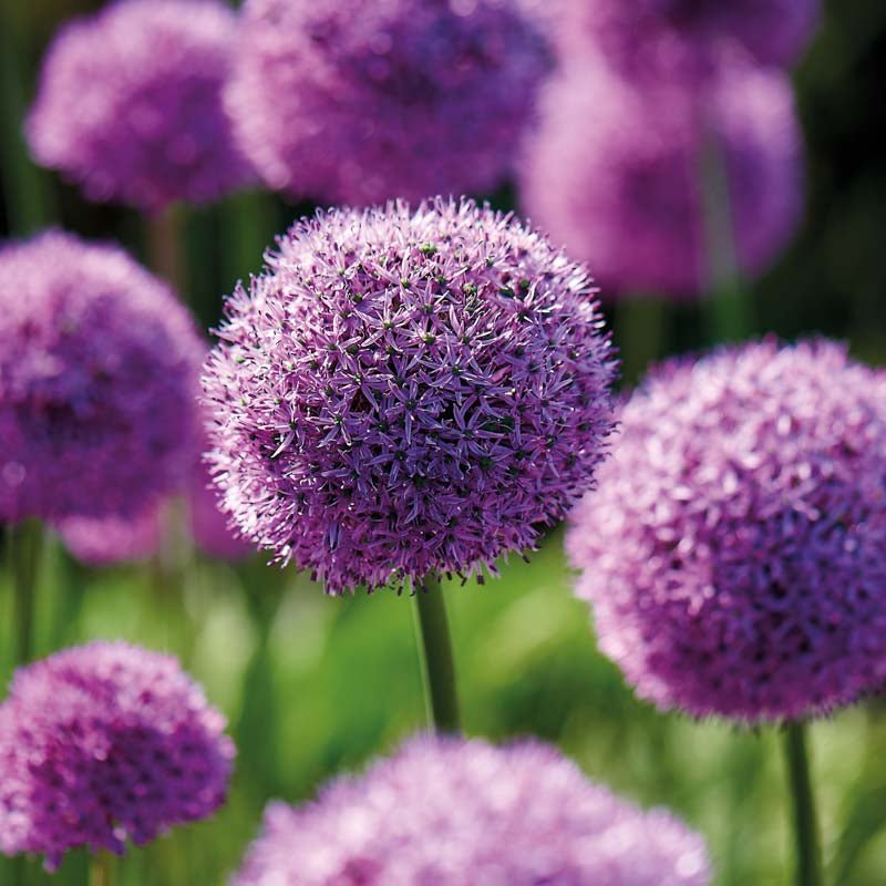 Allium 'Gladiator'