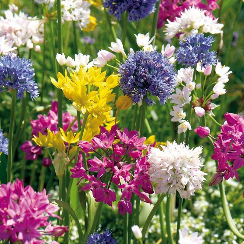 Allium mix 'Mini Mixed'