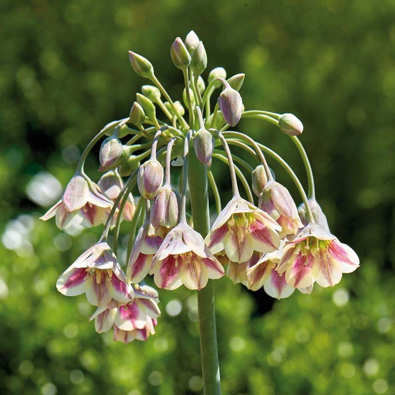 Allium 'Nectaroscordum/Bulgaricum'