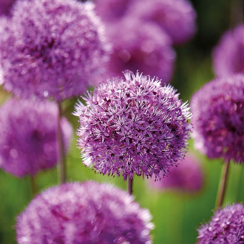 Allium 'Purple Sensation'