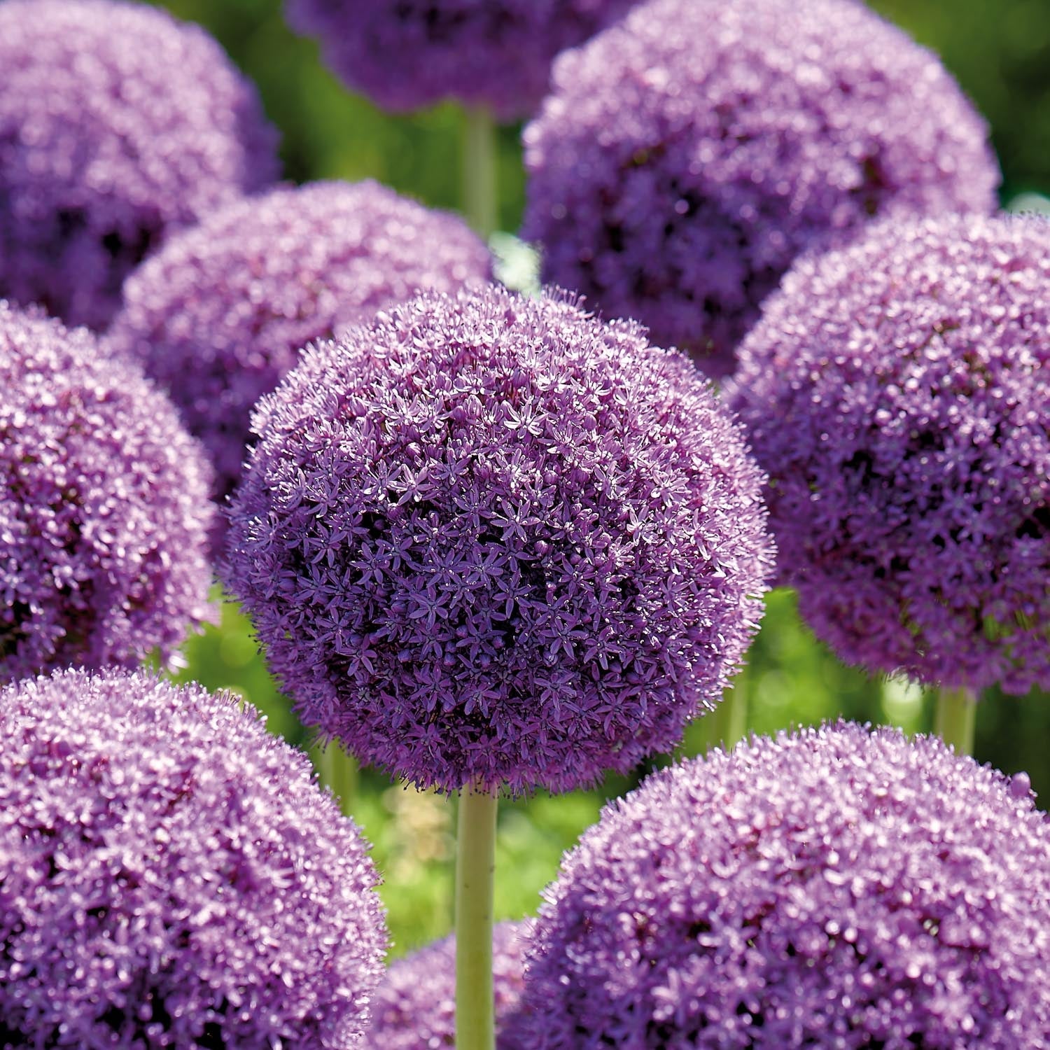 Allium, Sierui 'Ambassador'