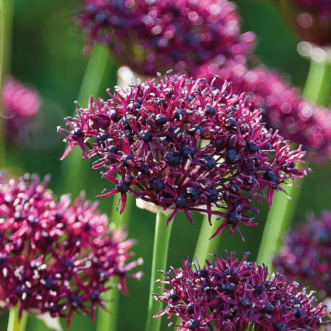 Allium, Sierui 'Atropurpereum'