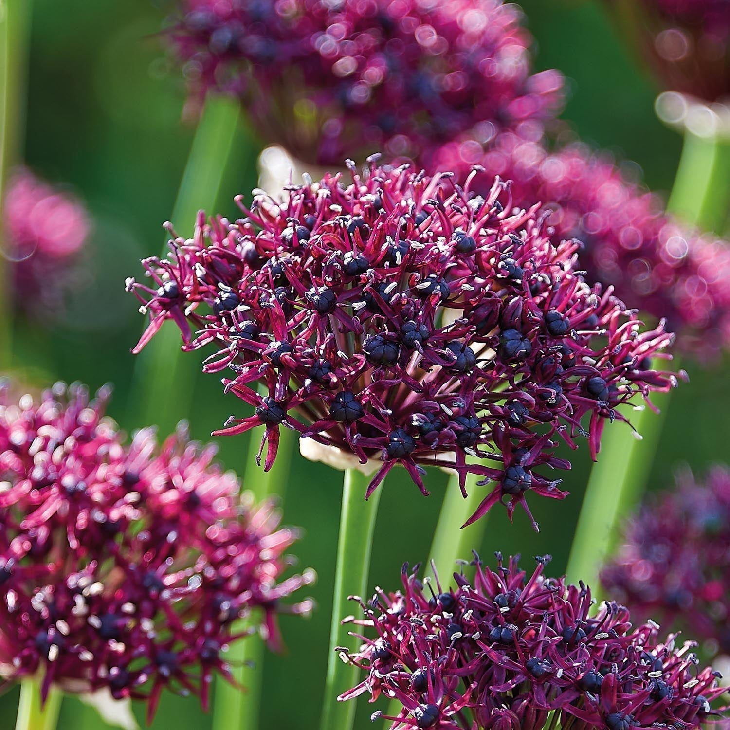 Allium, Sierui 'Atropurpereum'