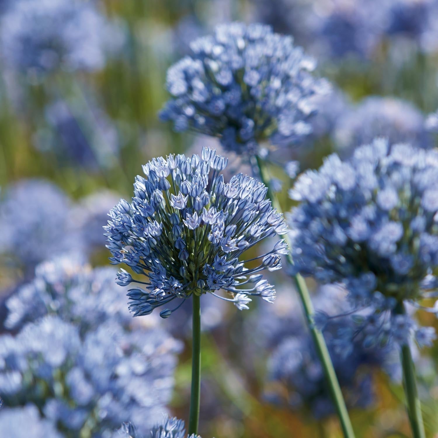 Allium, Sierui 'Caeruleum'