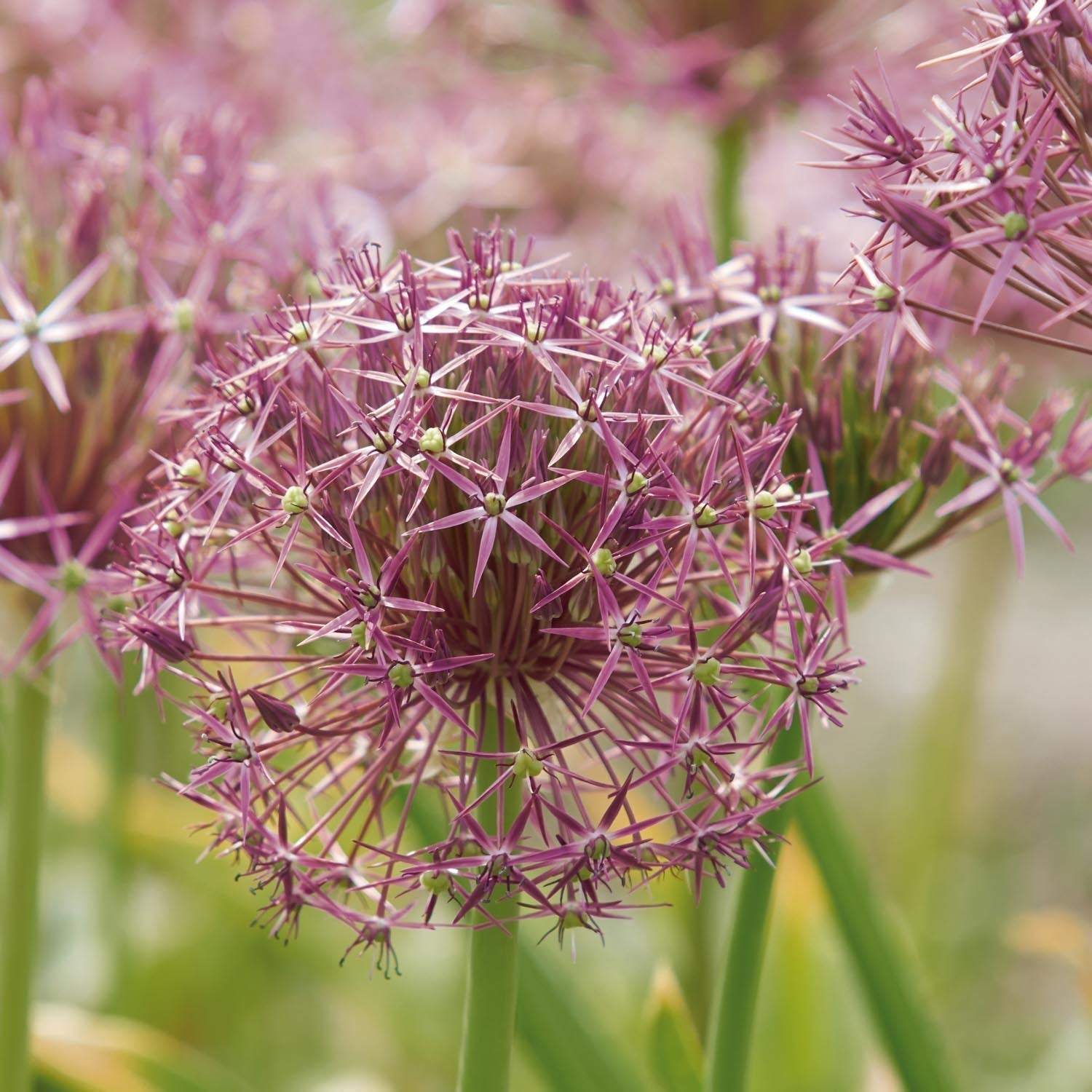 Allium, Sierui 'Christophii'